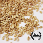 Hulless Barley - Organic - Sprouting Seeds