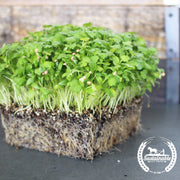 Cilantro Seeds - Leisure Splits (Organic) - Microgreens Seeds