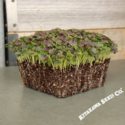 Mustard Seeds - Red Tatsoi - Microgreens Seeds