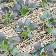 Mustard Seeds - Red Tatsoi