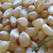 Corn Seeds - Popcorn - Japanese Hulless