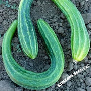 Cucumber Seeds - Suyo Long - Organic