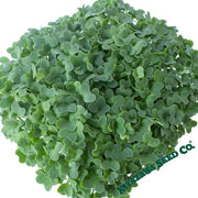 Mustard Seeds - Mizuna - Lime Streaks - Microgreens