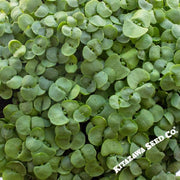 Basil Seeds - Anise -  Microgreens