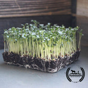 Kale Microgreens Seeds (Organic)