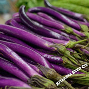 Eggplant Seeds - Long Ping Tung