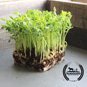 Pea - Dundale, Dun Pea (Organic) - Microgreens