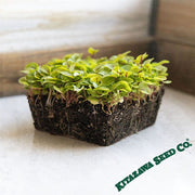 Sorrel Seeds - Red Panda - Microgreens Seeds