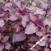 Shiso Seeds - Red (Organic)