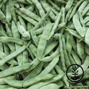 Bean Seeds - Bush - Roma II