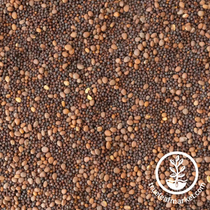 Trio Java Seed Brassica Classic Trio Cover Crop Seed Mix