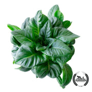 Lettuce Seeds - Amish Deer Tongue - Organic