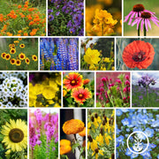 Wildflower Seeds - Bee Mix