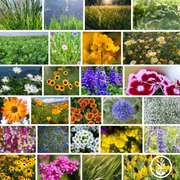 Wildflower Seeds - Meadow Mix