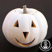 Pumpkin Seeds - Lumina