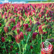 Crimson Clover - Organic - Cover Crop Seeds