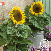 Sunflower Seeds - Balcony Beauty
