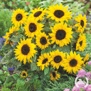 Sunflower Seeds - Pradera Gold (Organic)