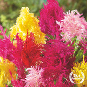 Celosia Seeds - Plumed - Texas Plume Mixed (Organic)