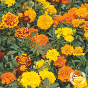 Marigold Seeds - Starlight Mix (Organic)
