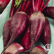 Beet Seeds - Bunching - MacGregor's Favorite