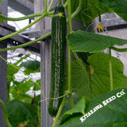 Cucumber Seeds - China Long - Hybrid