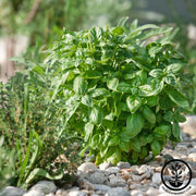 Basil Seeds - Piedmont AAS