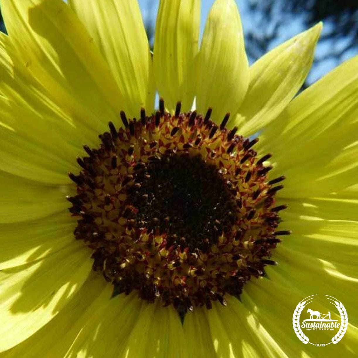 Sunflower Seeds - Lemon Queen (Organic) - Bulk Wholesale