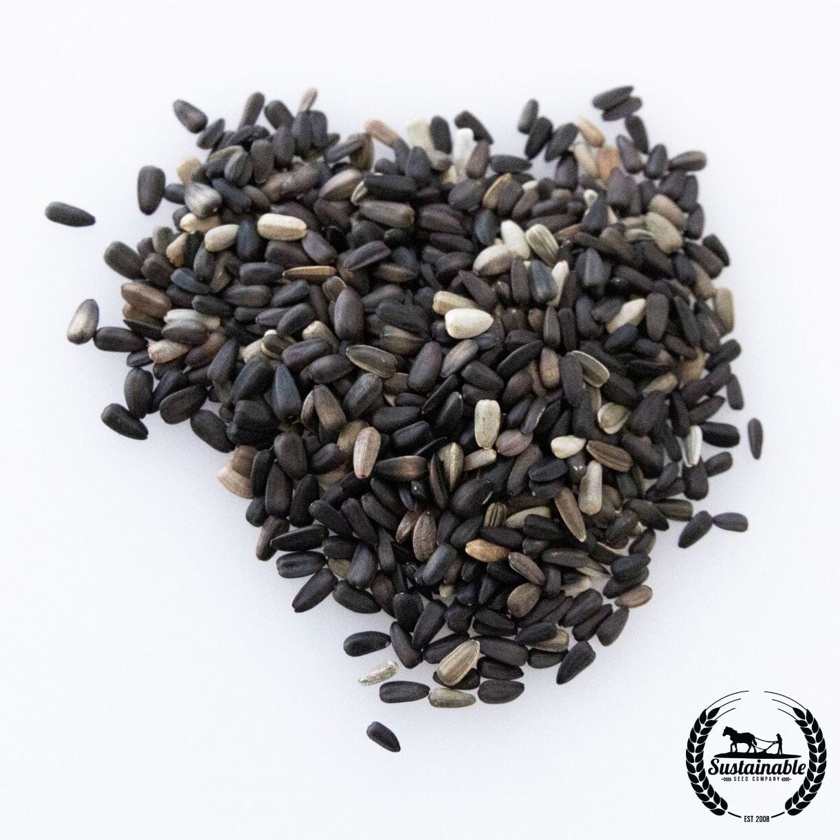 Sunflower Seeds - Lemon Queen (Organic) - Bulk Wholesale