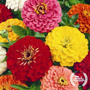 Zinnia Seeds - Cut and Come Again (Organic)