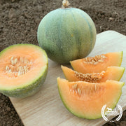 Melon Seeds - Cantaloupe - Minnesota Midget (Organic)