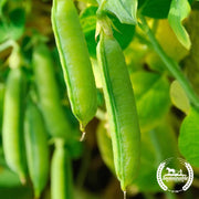Pea Sugar Snap