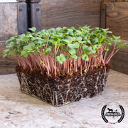 Radish microgreens with pink stems on a wooden surface