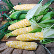 Corn on the cob with green husks on a rustic wooden surface
