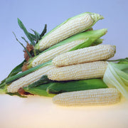 Eden RMN sh2i supersweet white corn