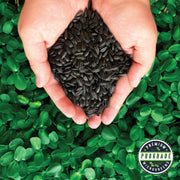 Sunflower - Black Oil - ProGrade Microgreens Seeds