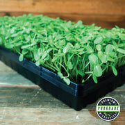 Sunflower - Black Oil (Organic) - ProGrade Microgreens Seeds