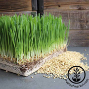 Barley - Whole (Organic) - Grass Seeds