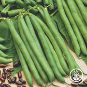 Bean Seeds - Bush - Sunray