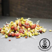 Bean Salad Mix - Organic - Sprouting Seeds