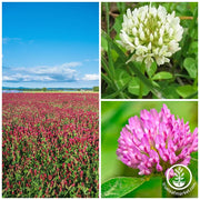 Clover Trio Cover Crop Seed Mix