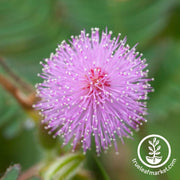 Mimosa Sensitive Plant