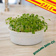 Mustard - Spicy Oriental - Microgreens Seeds