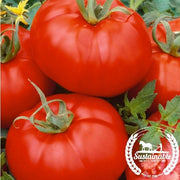 Tomato Seeds - Slicing - Ace 55 VF (Organic)