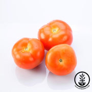 Tomato Seeds - Salad - Juane Flamme Orange