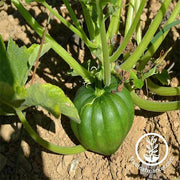 Squash Seeds - Winter - Table King Bush Acorn