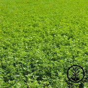 Alfalfa - Cover Crop Seeds