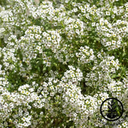 Alyssum Seeds - Carpet of Snow