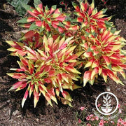 Amaranth Seeds, Red Beauty (aka Tricolor)