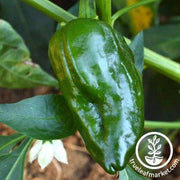 Pepper Seeds - Hot - Ancho Sanchez F1